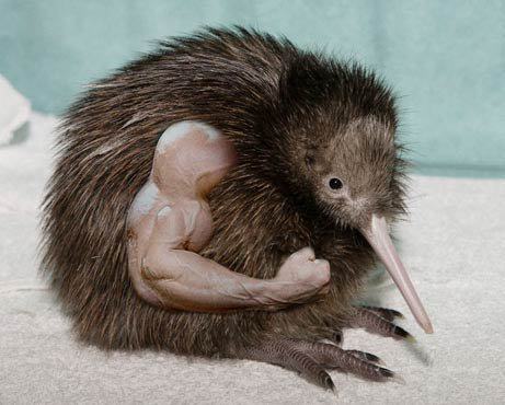 Obrázek strong kiwi