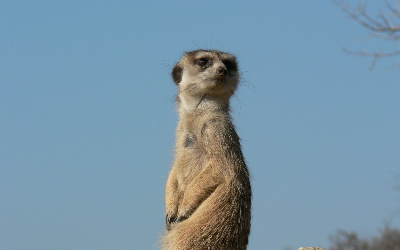 Obrázek surikata