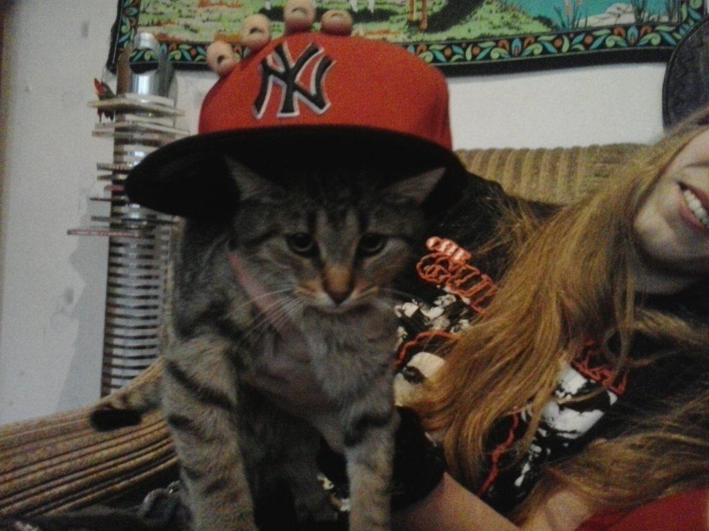 Obrázek swag cat