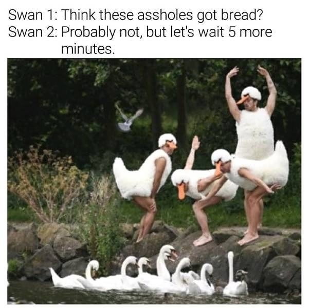 Obrázek swan-swan