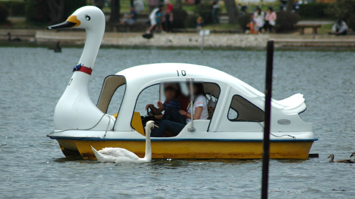 Obrázek swanboat