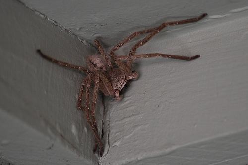Obrázek taky vam v lete lezou domu pavouci