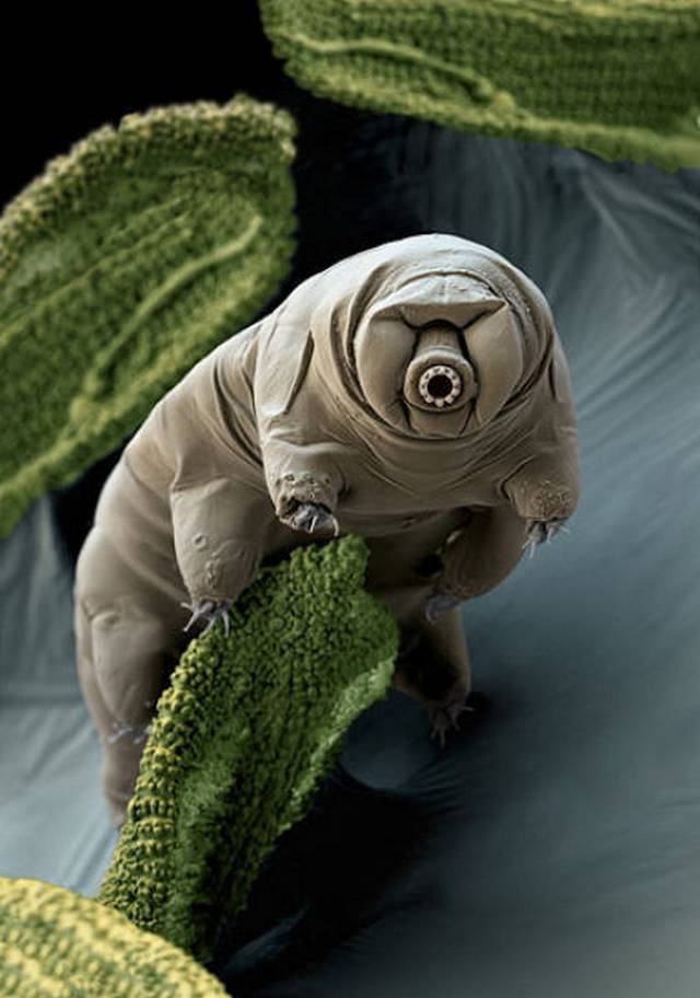 Obrázek tardigrada