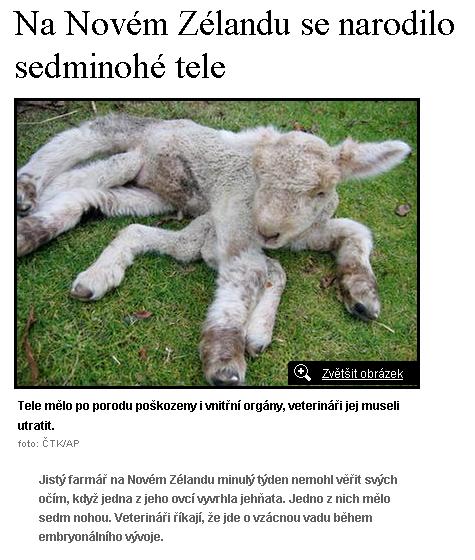 Obrázek tele ovci