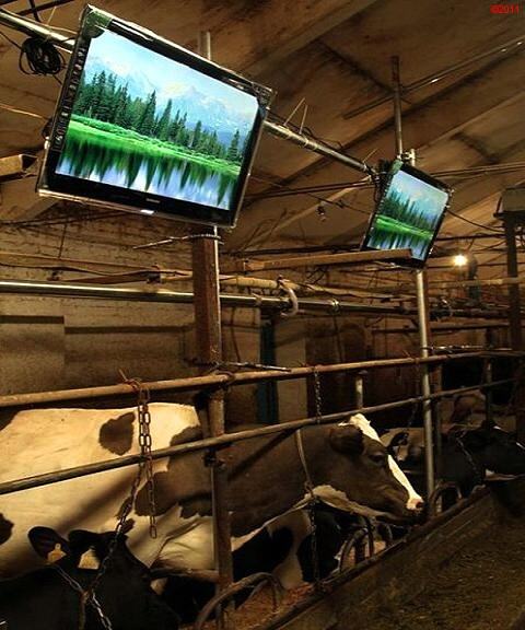 Obrázek television-for-cows-011