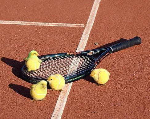 Obrázek tennis