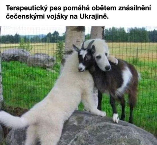 Obrázek teraputicky pes