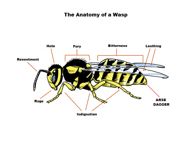 Obrázek the anatomy of a wasp