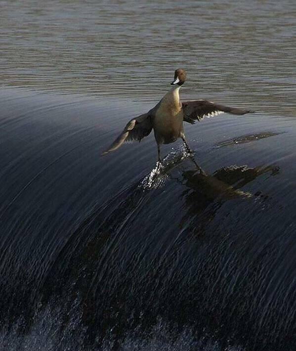 Obrázek the coolest duck