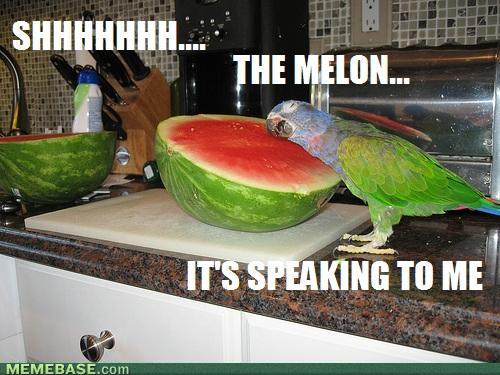 Obrázek the melon