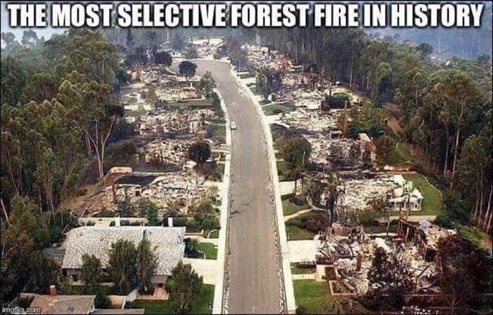Obrázek the most selective forest fire in history