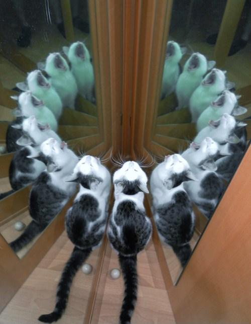 Obrázek the ritual is complete