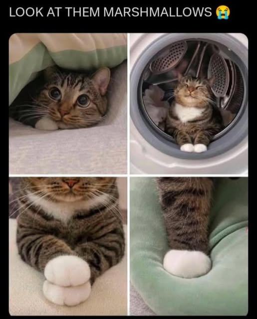 Obrázek them marshmallows