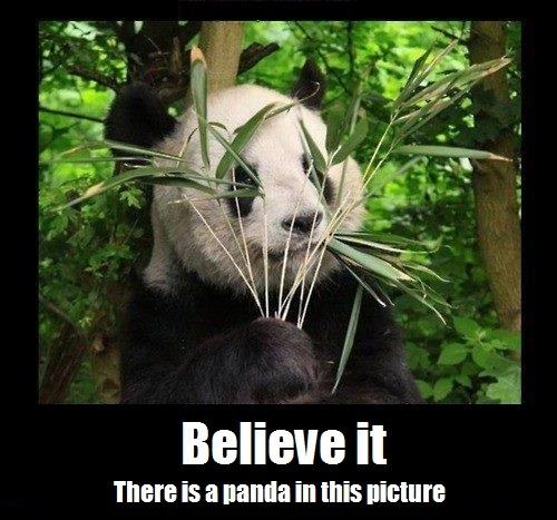 Obrázek there is a panda