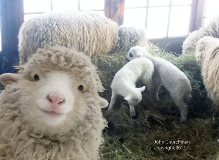 Obrázek those eyes - sheep