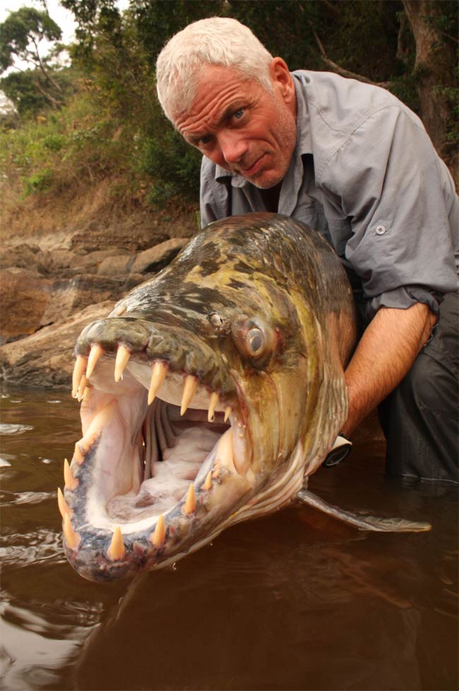 Obrázek tiger-fish-ds-100504-02