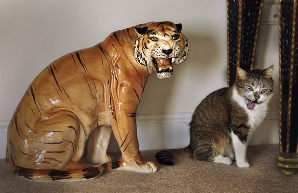 Obrázek tiger cat