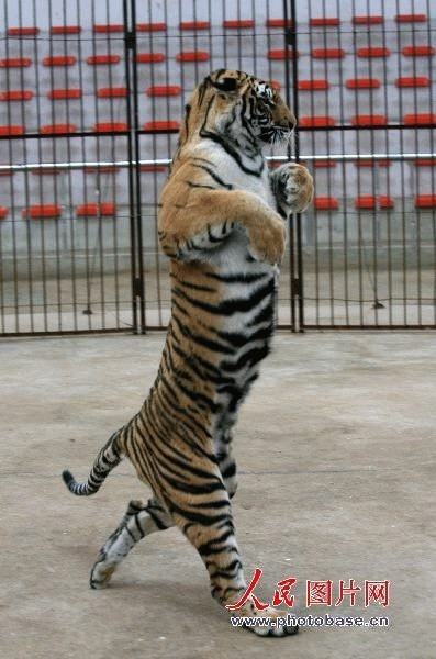 Obrázek tigr