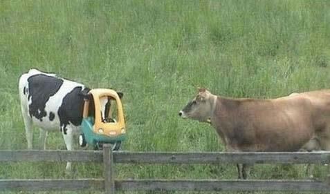 Obrázek to je ty kravo nova bezpecnostni helma