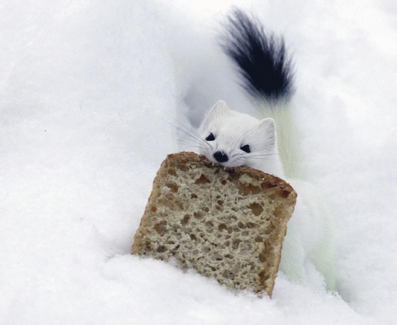 Obrázek toast padne vhod