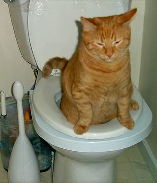 Obrázek toiletcat2