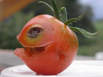 Obrázek tomatoe