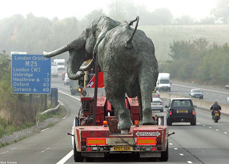 Obrázek transport slona