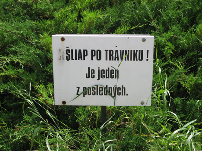 Obrázek travnik