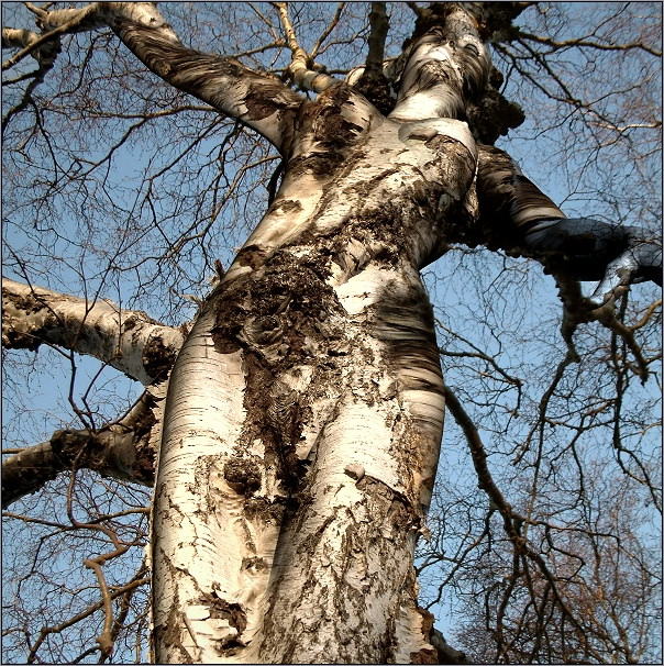 Obrázek tree