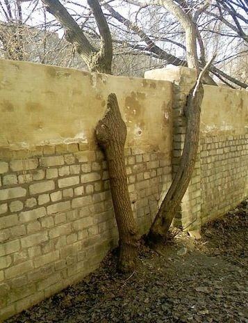 Obrázek tree fence 