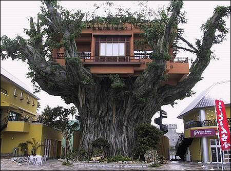 Obrázek tree house