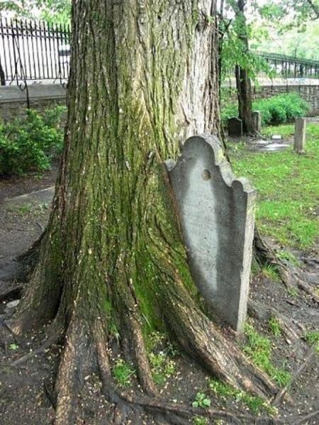 Obrázek tree stool