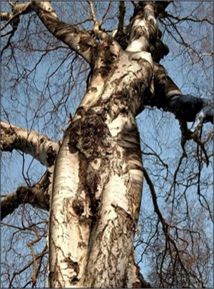 Obrázek tree woman