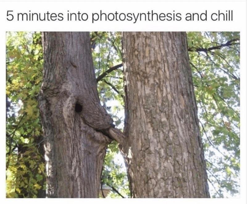Obrázek trees more sex than u