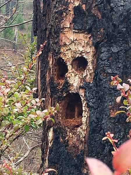 Obrázek treeskull