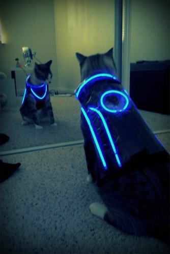 Obrázek tron cat