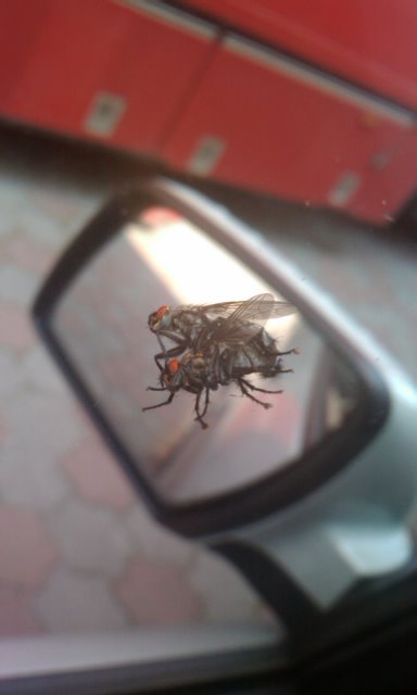 Obrázek trtkajuce muchy