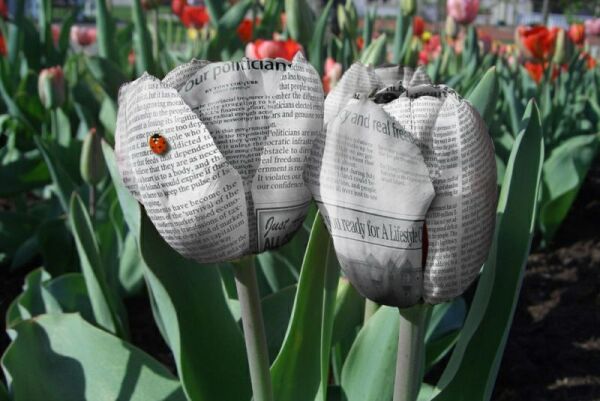 Obrázek tulipany
