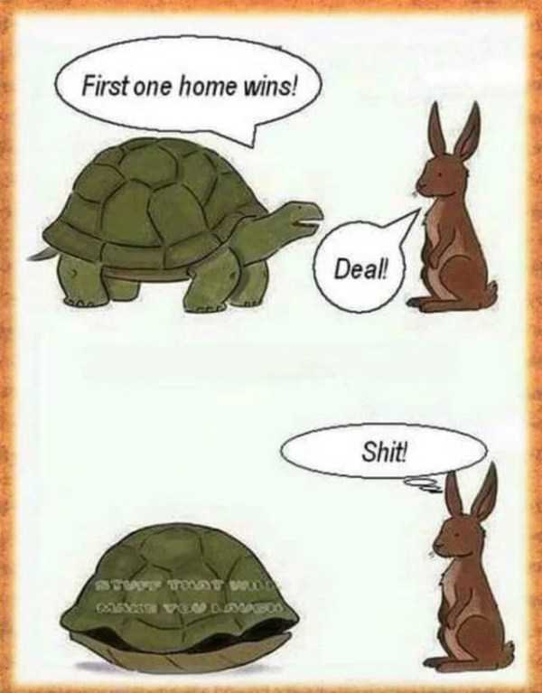 Obrázek turtle challenge