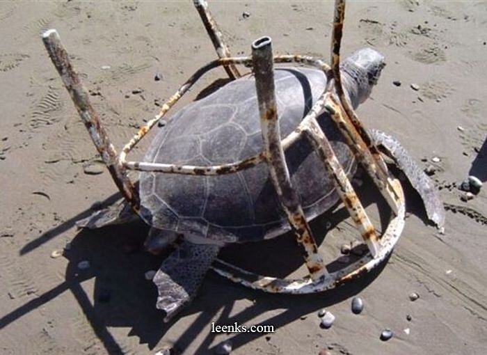 Obrázek turtle prison