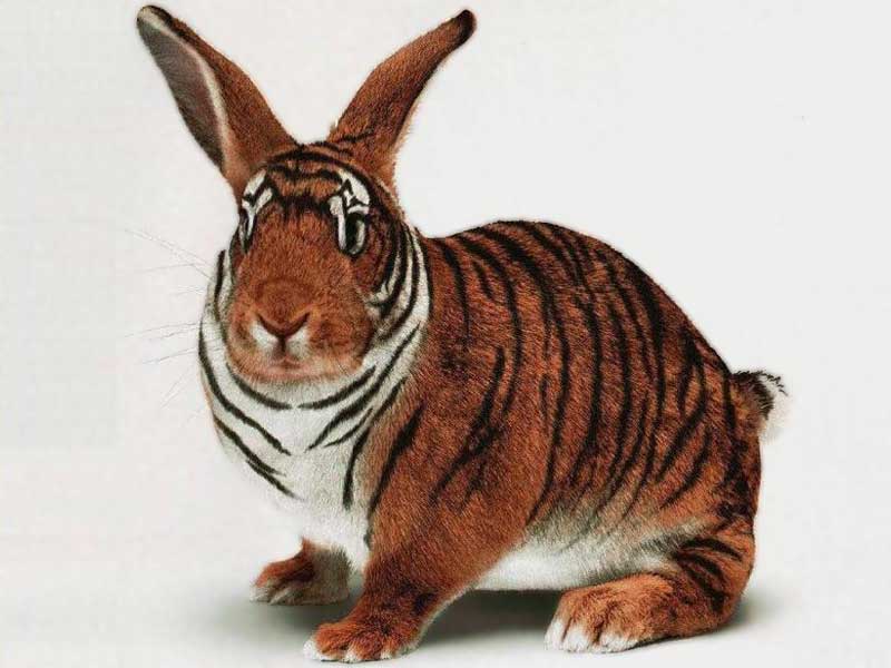 Obrázek tygr
