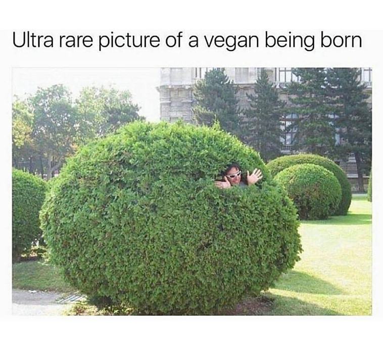 Obrázek ultra rare pic - vegan
