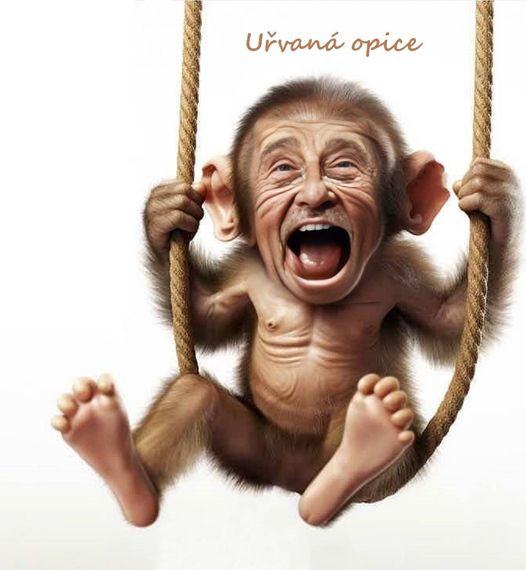 Obrázek urvana opice