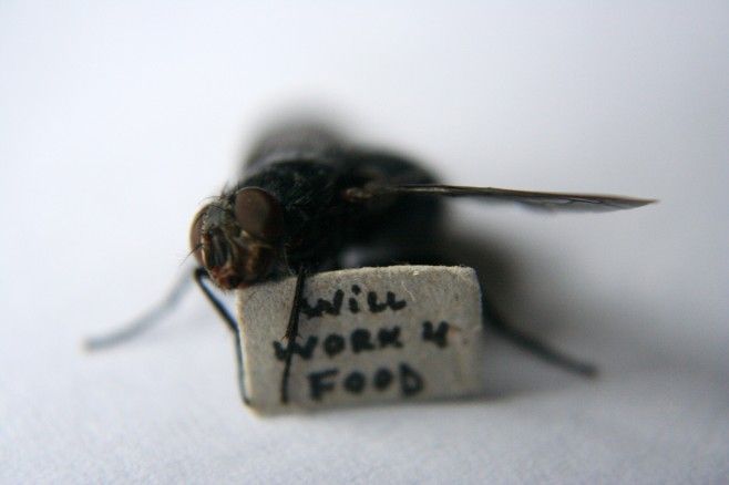 Obrázek usilovna moucha
