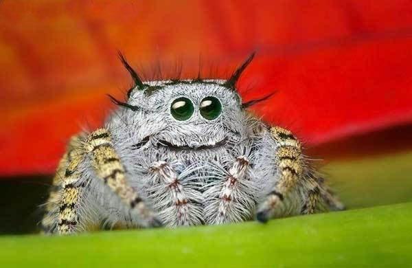 Obrázek usmevavej pavouk