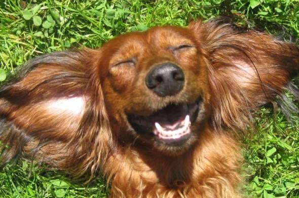 Obrázek usmevavy pes