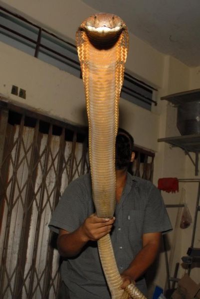 Obrázek utocna zbran kobra