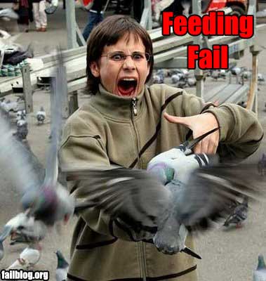 Obrázek utok vrazdiacich holubov