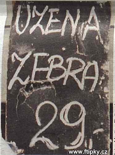 Obrázek uzena zebra
