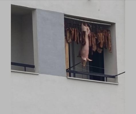 Obrázek vanocni&nbsp;prasatko